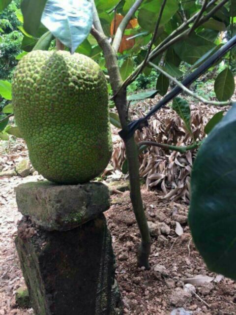 Cây giống mít không hạt