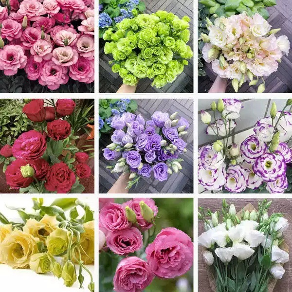 Hạt giống hoa cát tường gói 100 hạt
