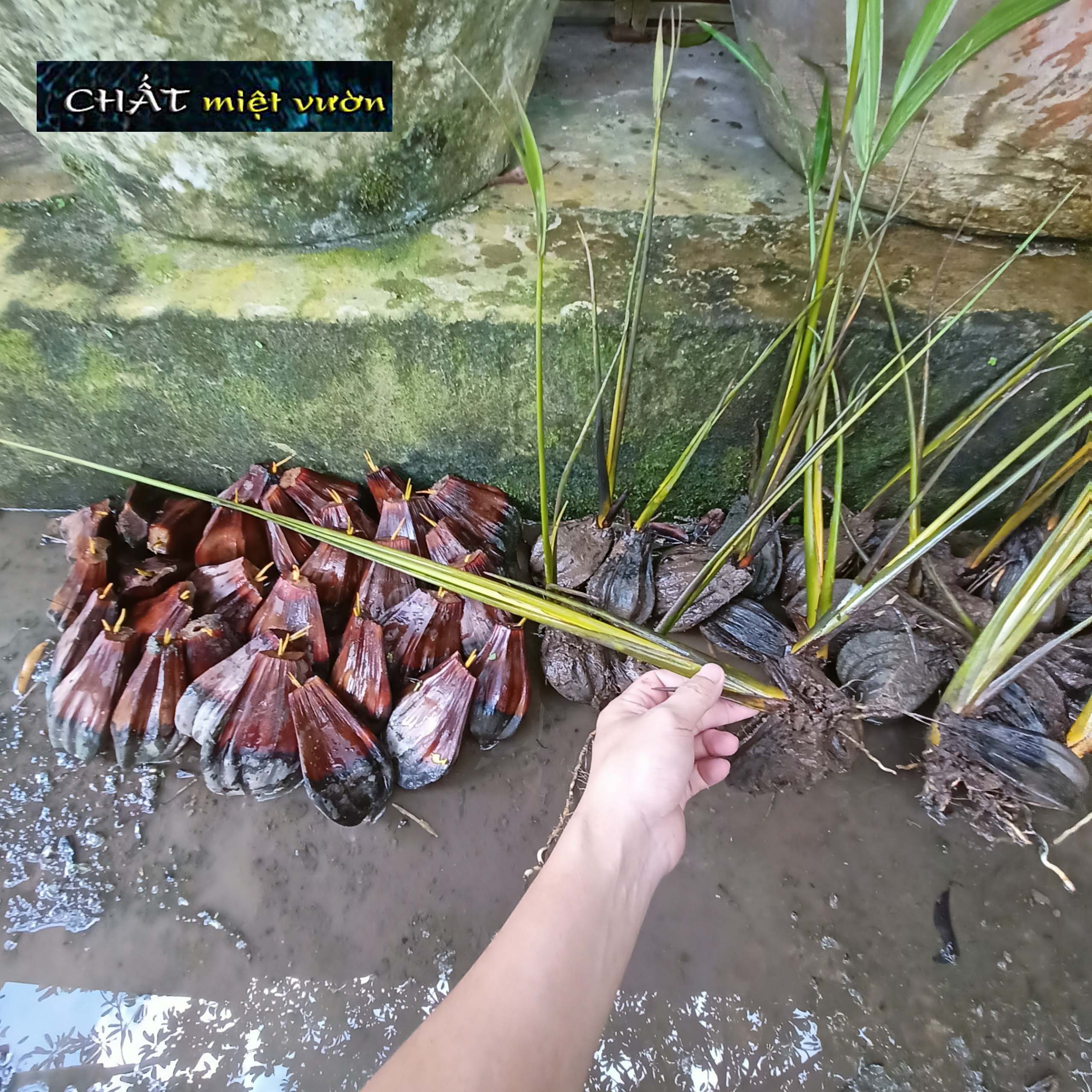 Cây dừa nước giống siêu quả - cây nhỏ