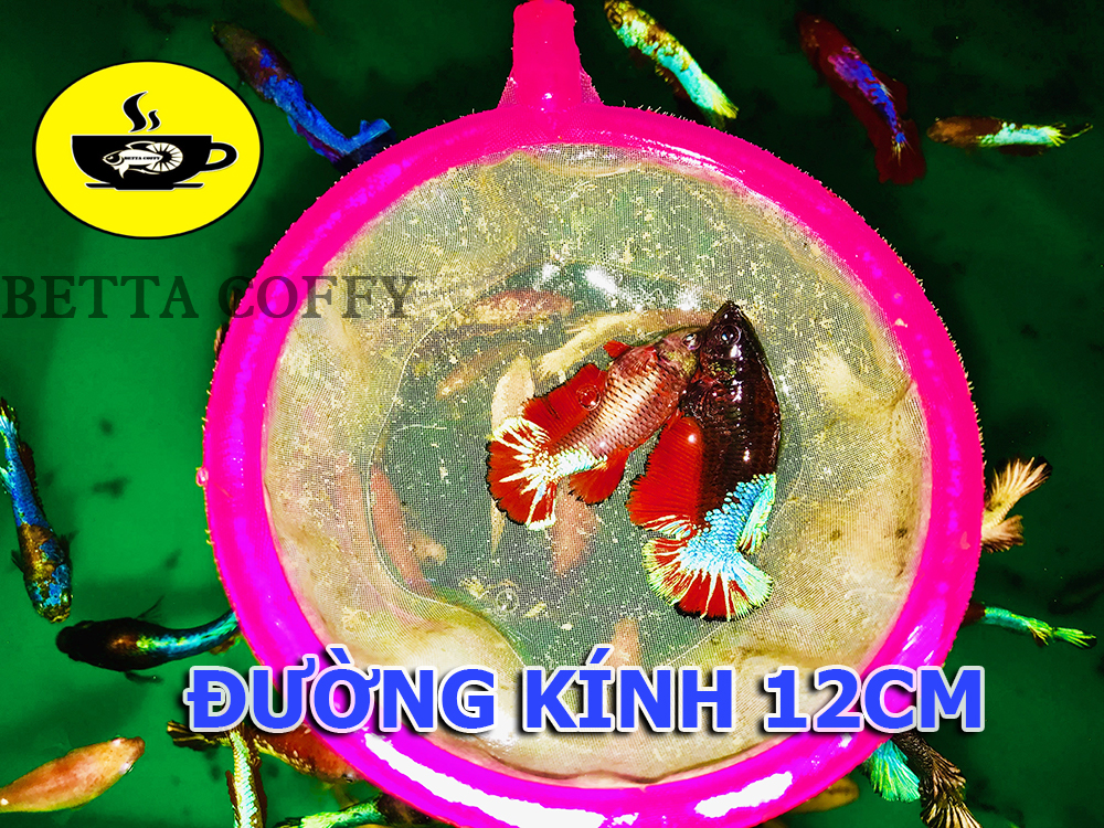 Vợt Lưới Cao Cấp - Vớt Cá - XEM KĨ PHÂN LOẠI - BETTA COFFY