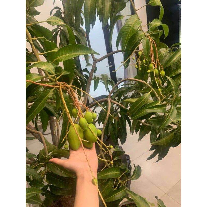 Cây giống XOÀI cát hòa lộc siêu sớm (có thể trồng chậu)