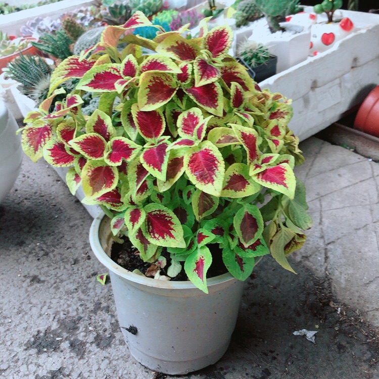 Chậu lá gấm vàng đỏ