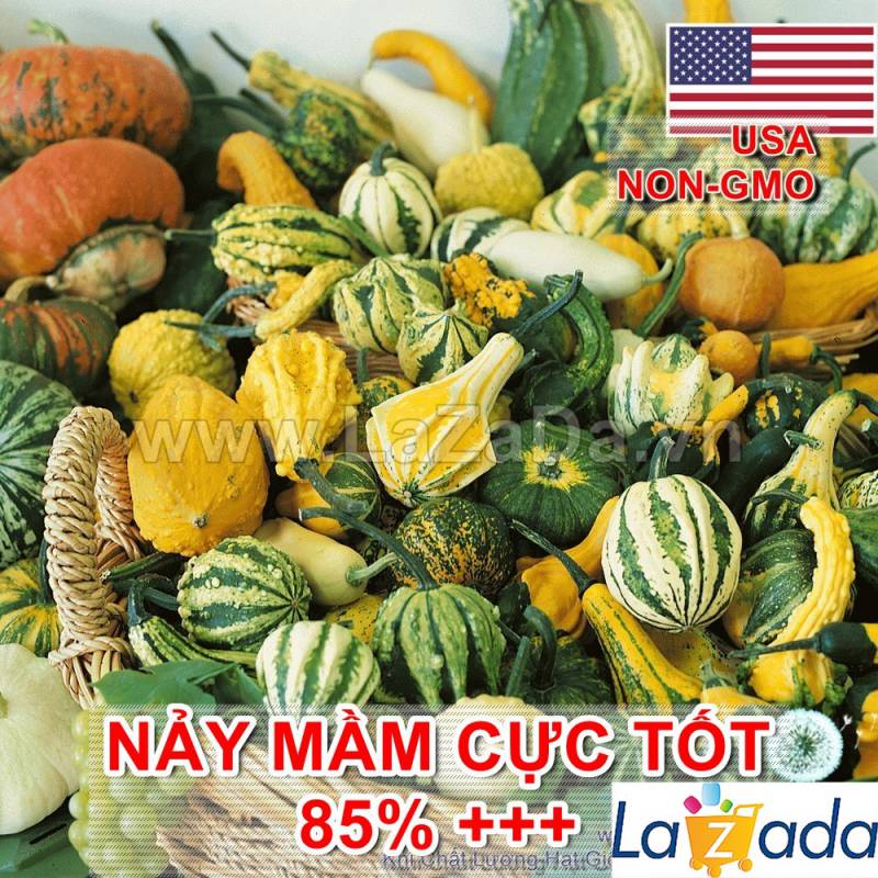 10h Hạt Giống Bí Tí Hon (A1.302| C39*W44*M022)