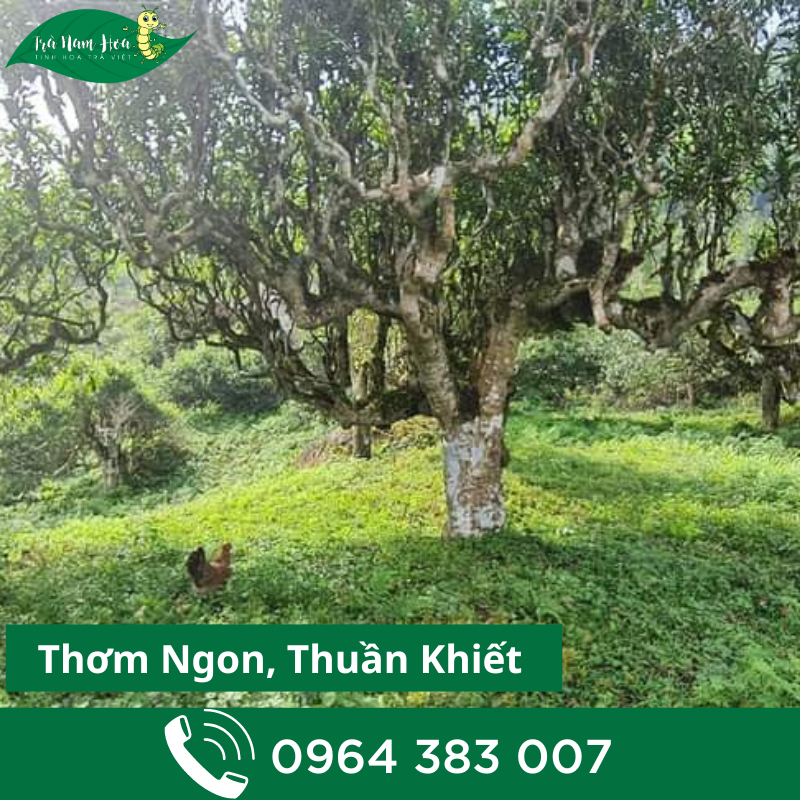 100g Bạch Trà Shan Tuyết Tây Côn Lĩnh