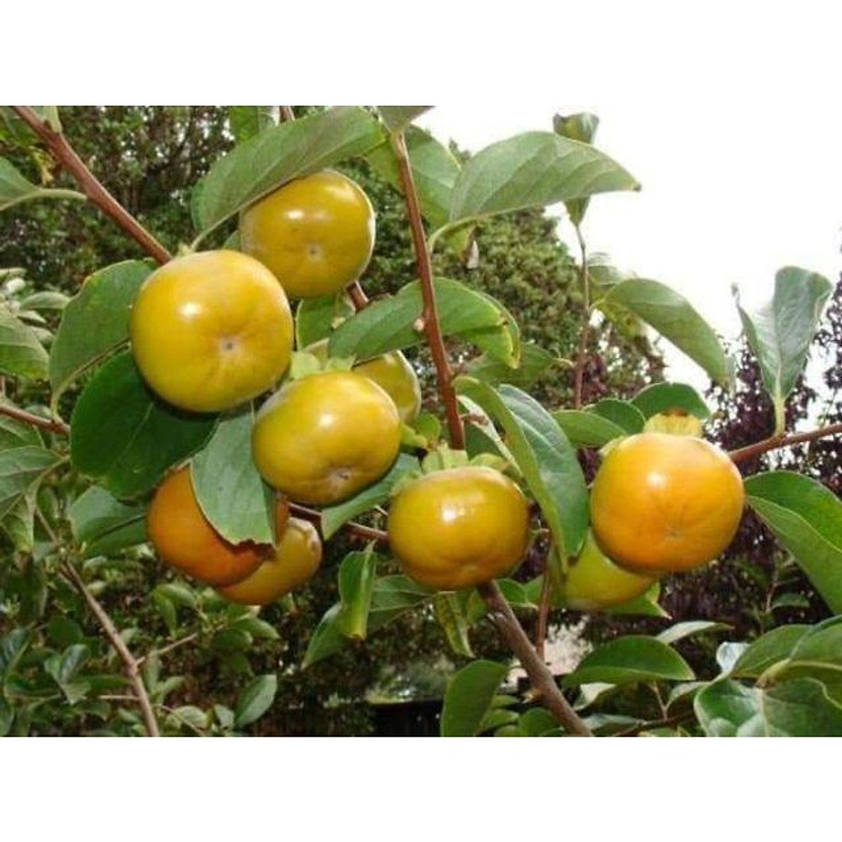 sản phẩm HỒNG ĐEN NHẬT BẢN