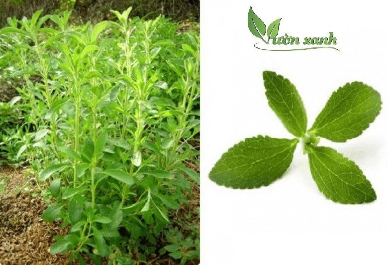 Hạt giống cỏ ngọt 5 Hạt