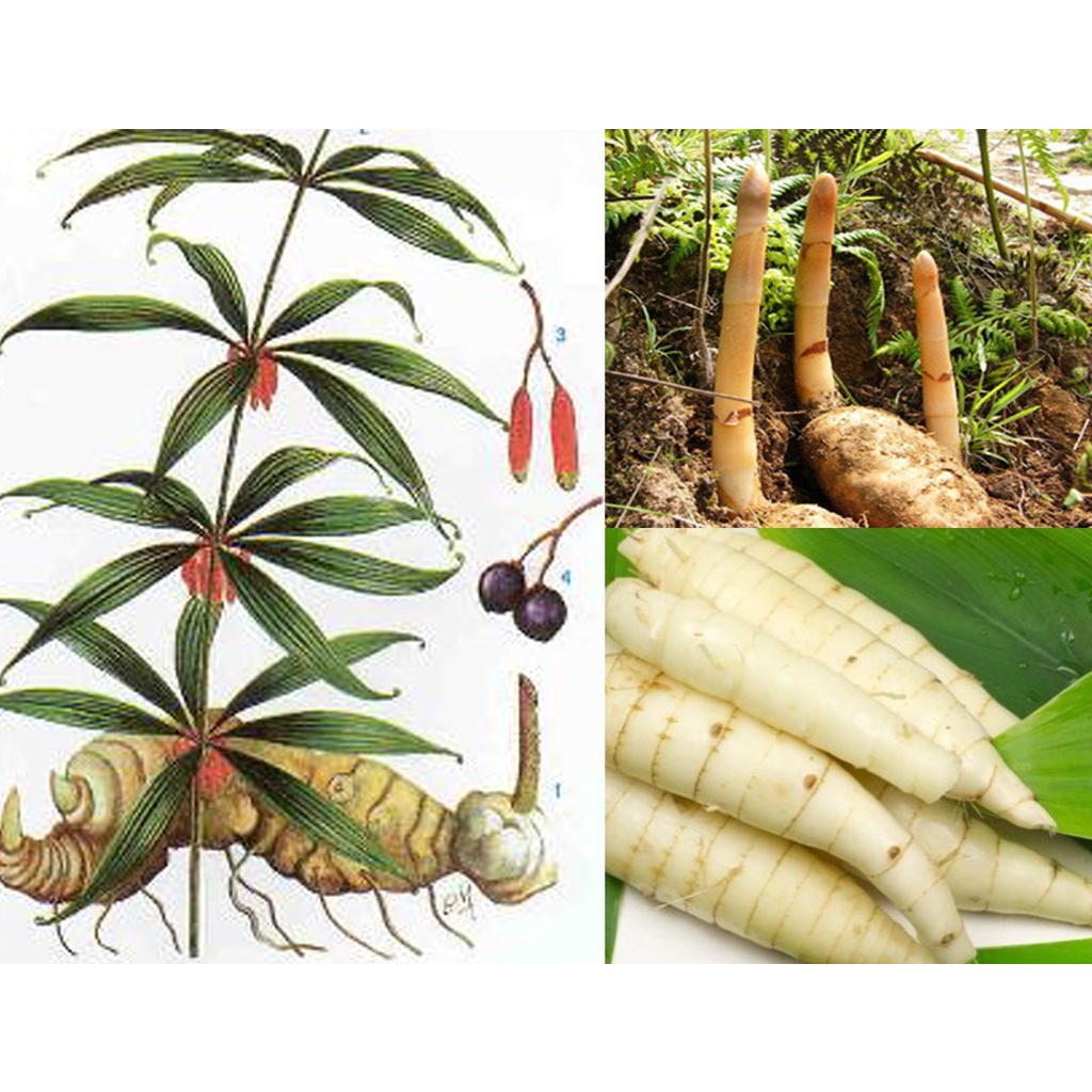 Hạt giống hoàng tinh hoa đỏ-(cây dược liệu)10 hạt