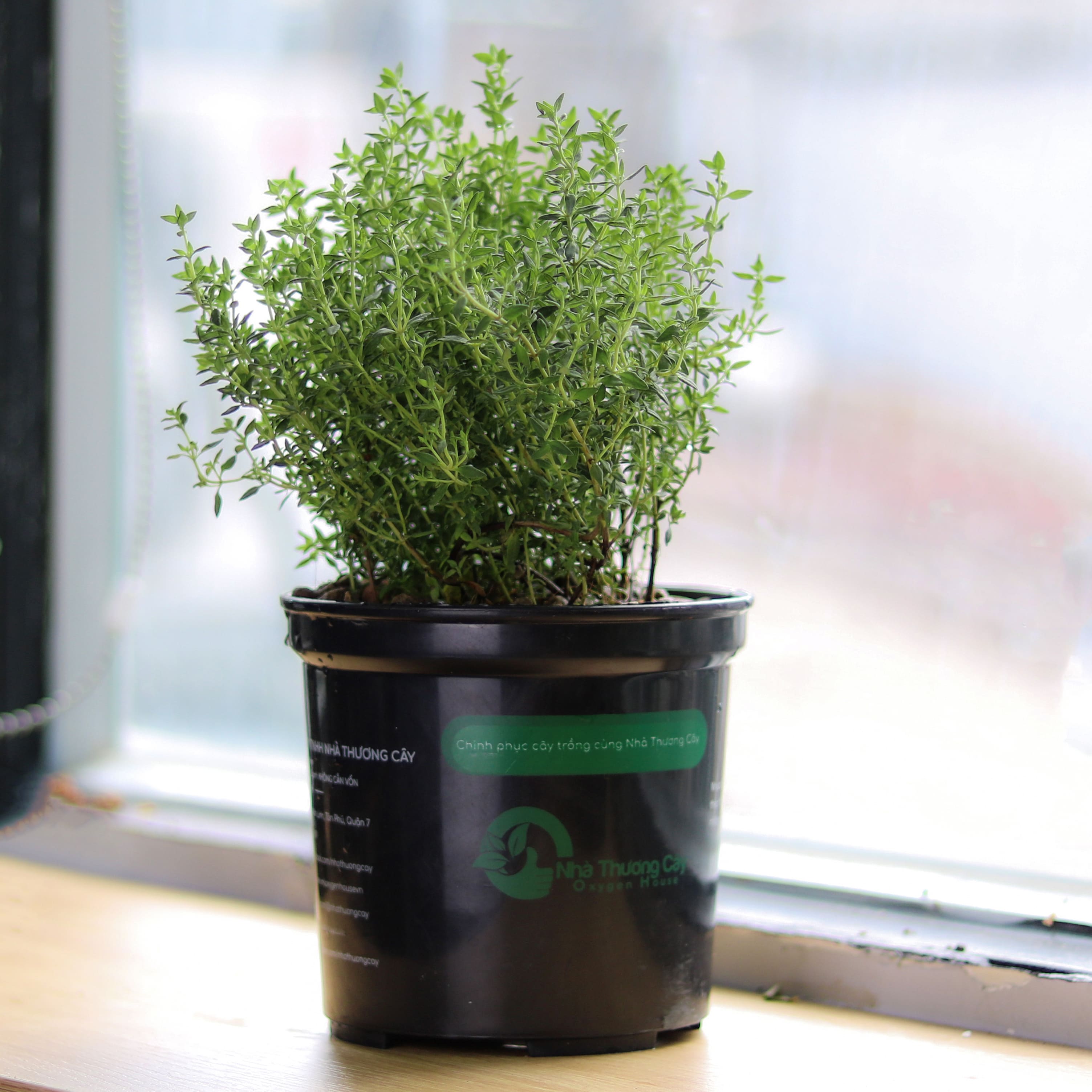 Cây gia vị | Cây xạ hương | Thyme