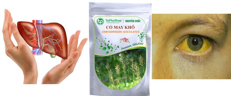 Cây cỏ may khô 500g - Thảo Dược Tấn Phát
