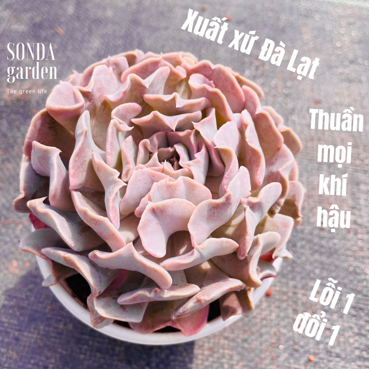 Sen đá violet rose size trung bình khỏe đẹp lỗi 1 đổi 1