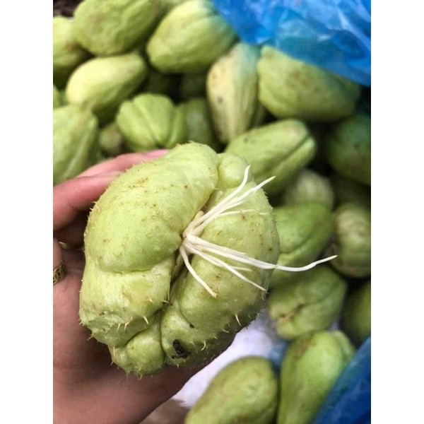 [ Cây Tuyển ] quả su su giống