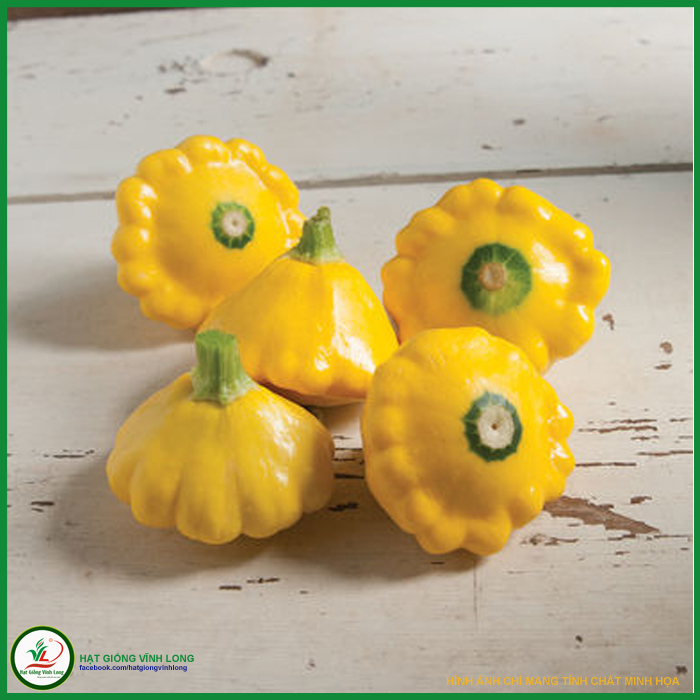 Hạt giống Bí đĩa bay vàng RD 168 - 1g