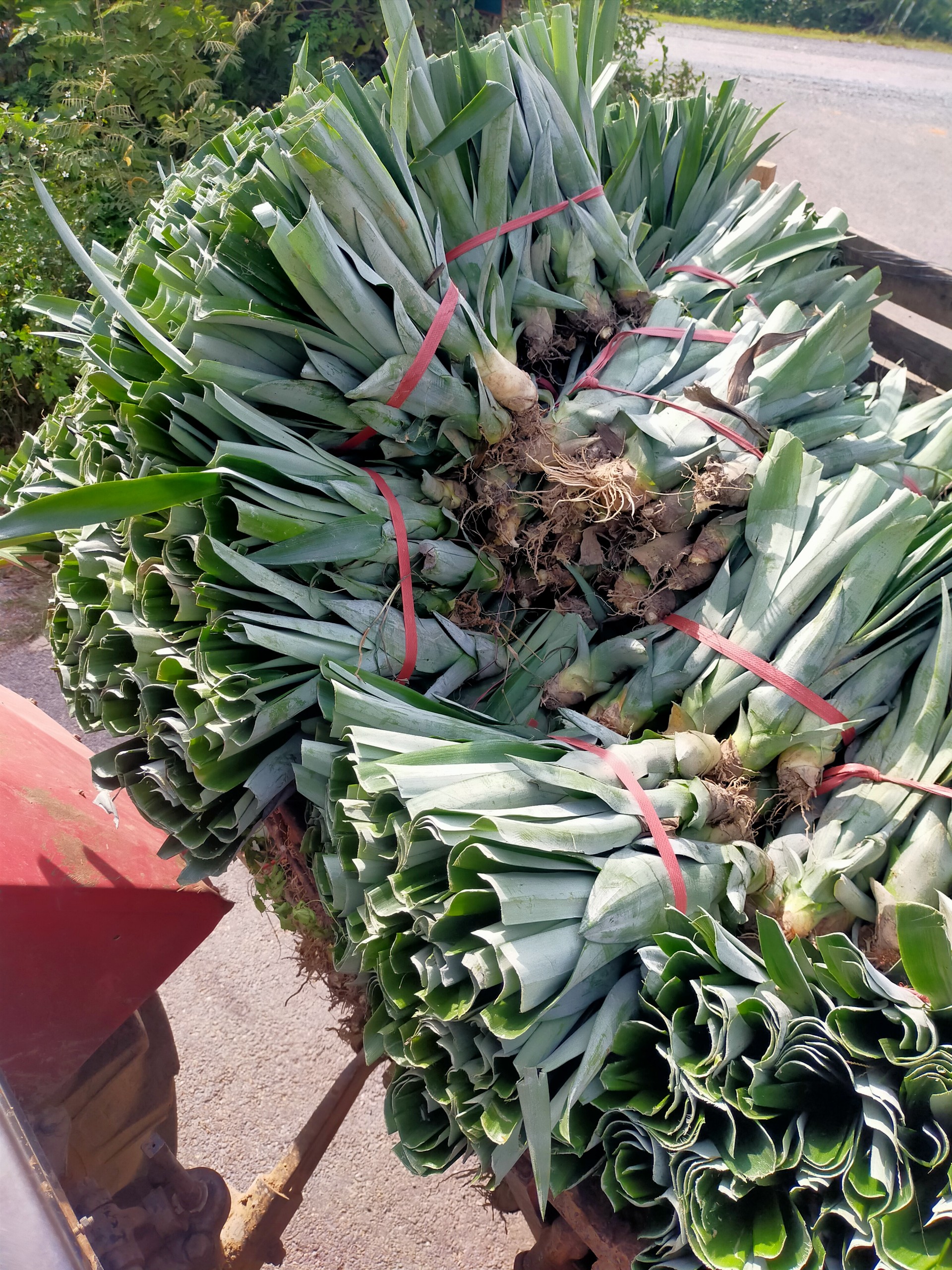 Giống Dứa, Khóm, Thơm Mật MD2