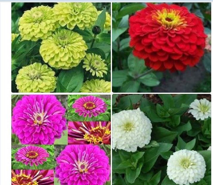 Combo 7 gói hạt giống hoa các loại - (TẶNG gói kích thích hỗ trợ hạt nảy mầm)