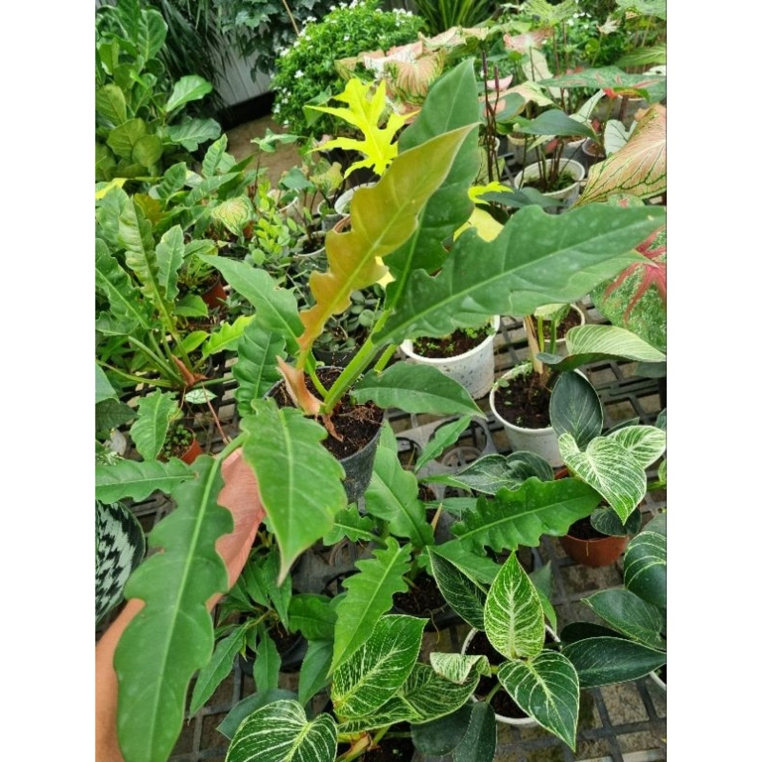 Cây philodendron ring of fire