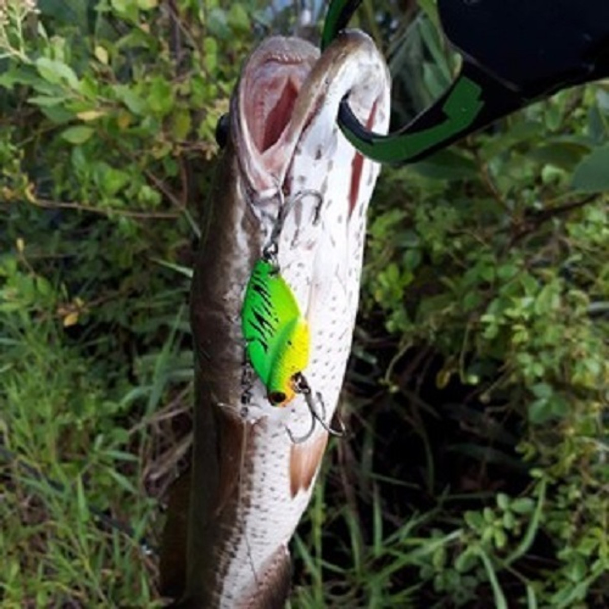 Mồi câu cá, Cá sắt Cicada câu lure lóc, chẽm, rô phi.