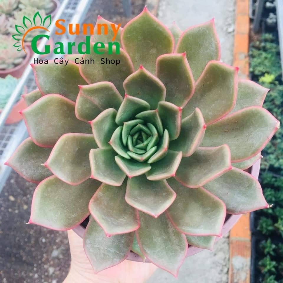 Sen Đá Đế Vương Kim Lang - Chậu Trung