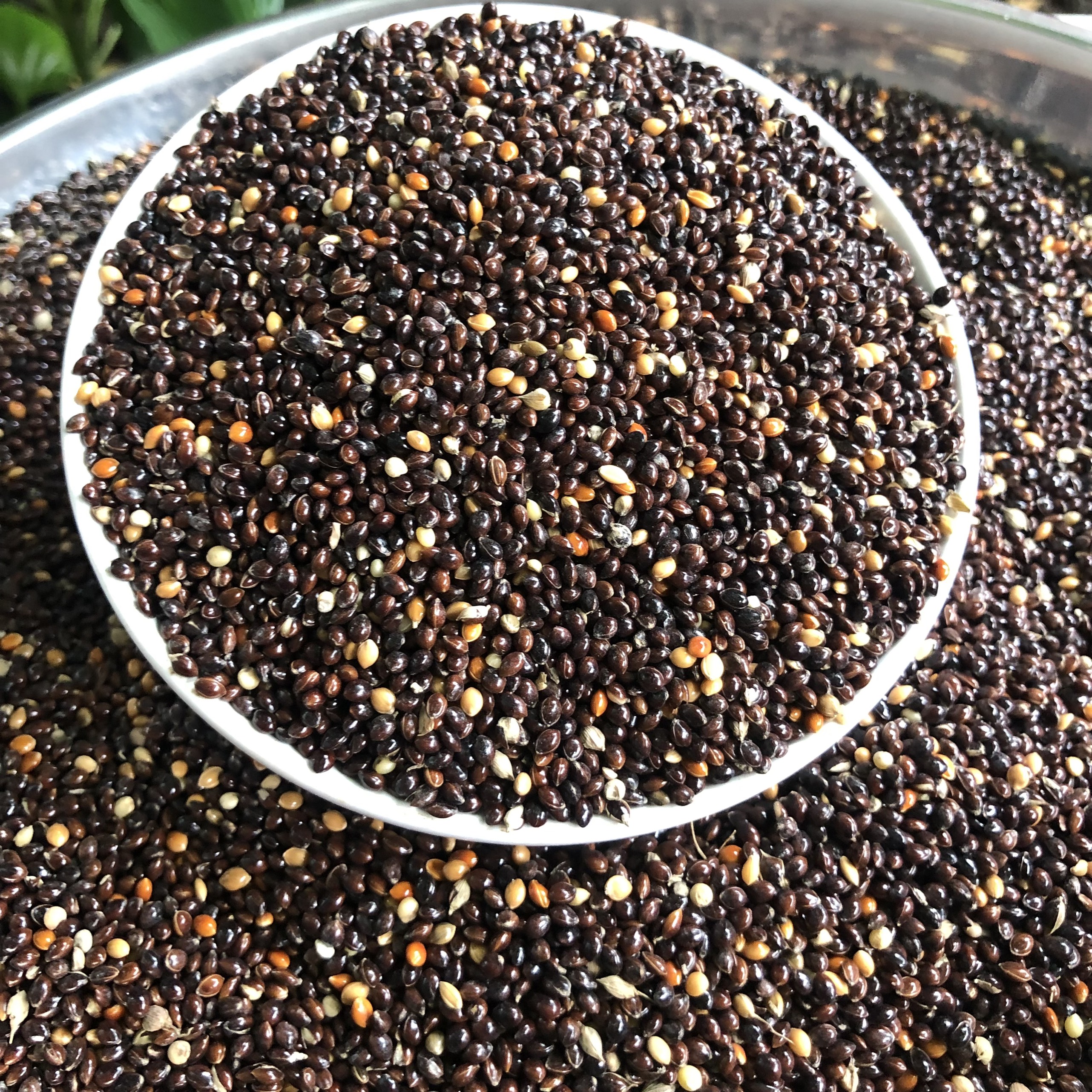 1Kg hạt kê đen, thức ăn chim cu gáy