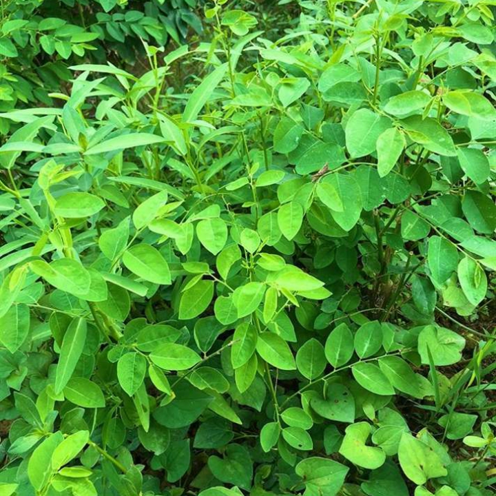 Hạt giống Rau Bồ Ngót Siêu Ngọn gói 1gr~40 hạt- Rau Bồ Ngót trồng quanh năm, sinh trưởng khỏe, dễ trồng, Năng suất cao