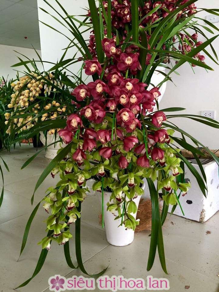 Củ giống hoa địa lan santo hoa tím - 1 củ