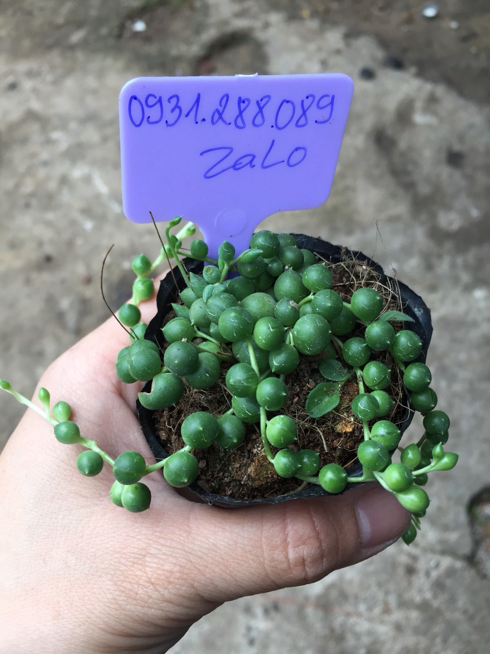 Stone Lotus Plant with Round Jade Seeds, Full of Fruit. 🌱 Available Goods at Boybongarden