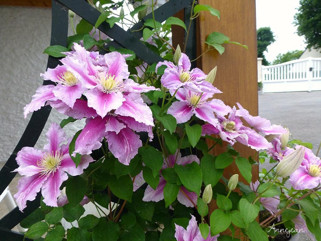 [củ giống] Củ hoa leo ông lão - Clematis uncinata