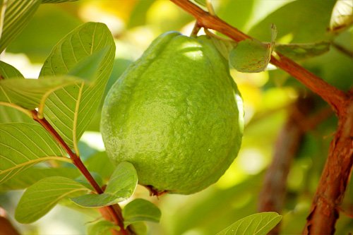 CÂY GIỐNG ỔI LÊ ĐÀI LOAN