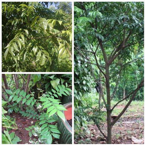 combo 3 cây giống lá mắc mật cao 50 đến 70cm