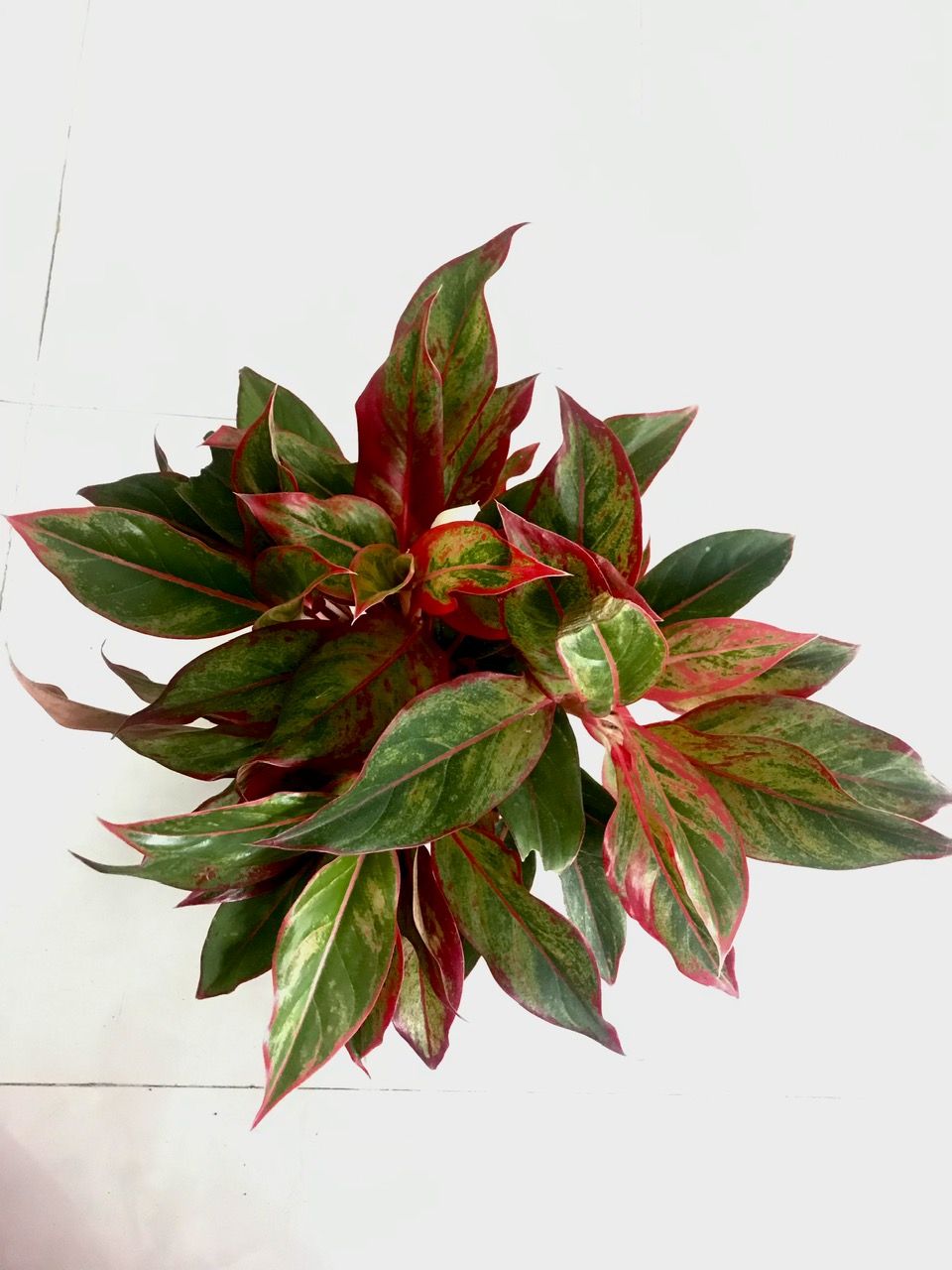 Chậu Phú Quý từ 5 nhánh trở lên (chậu nhựa đen)