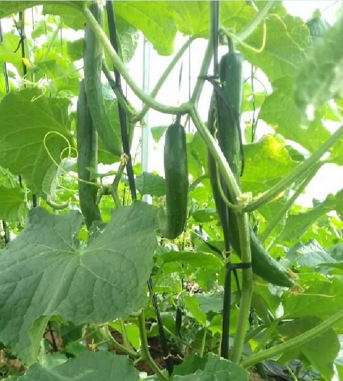 " Gói 10 "Hạt giống Dưa Chuột Trái Dài Nhật ( Dưa Chuột Kiếm ) [Seeds]