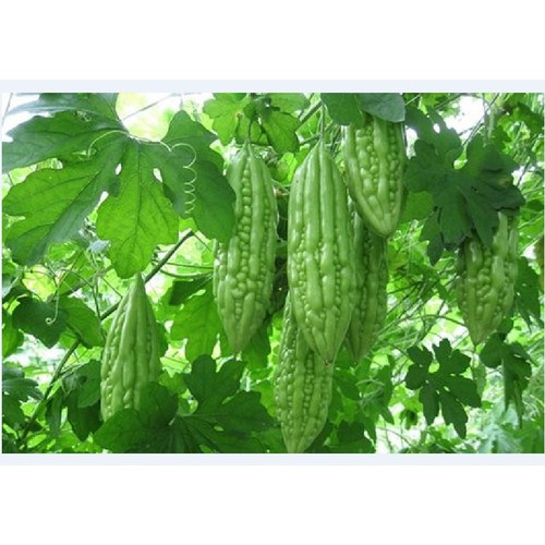Hạt giống mướp đắng-10 hạt