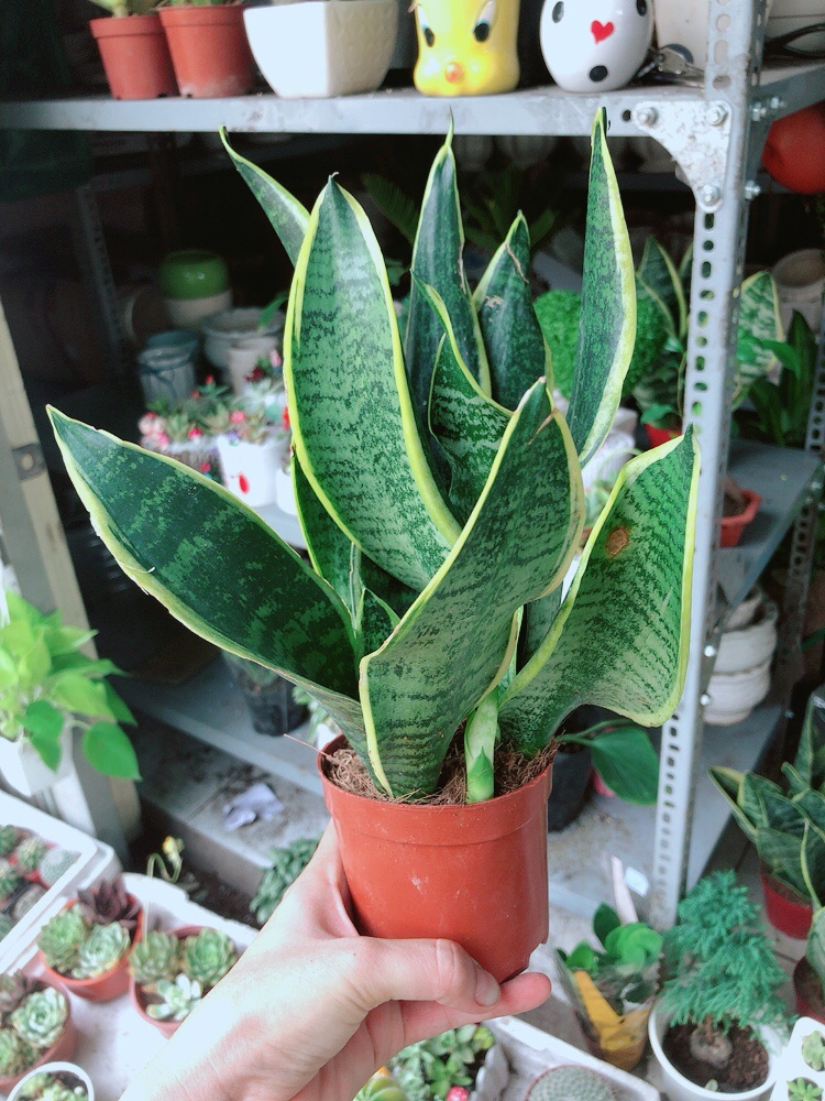 [HCM]Chậu lưỡi hổ cao