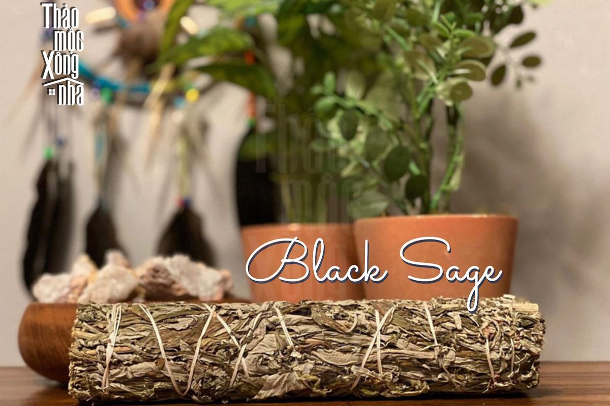 Xô thơm đen - Black Sage - Thảo Mộc Xông Nhà