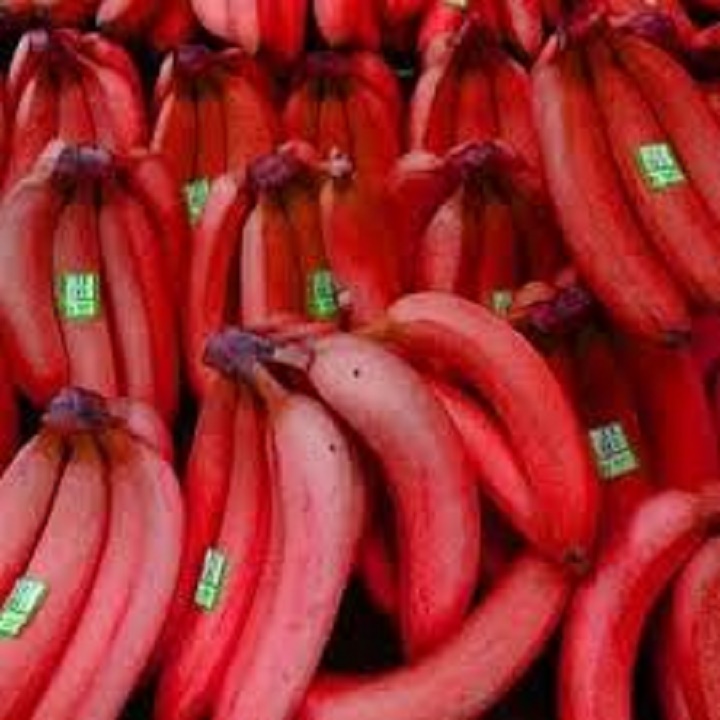 CÂY GIỐNG CHUỐI TÂY ĐỎ DACCA