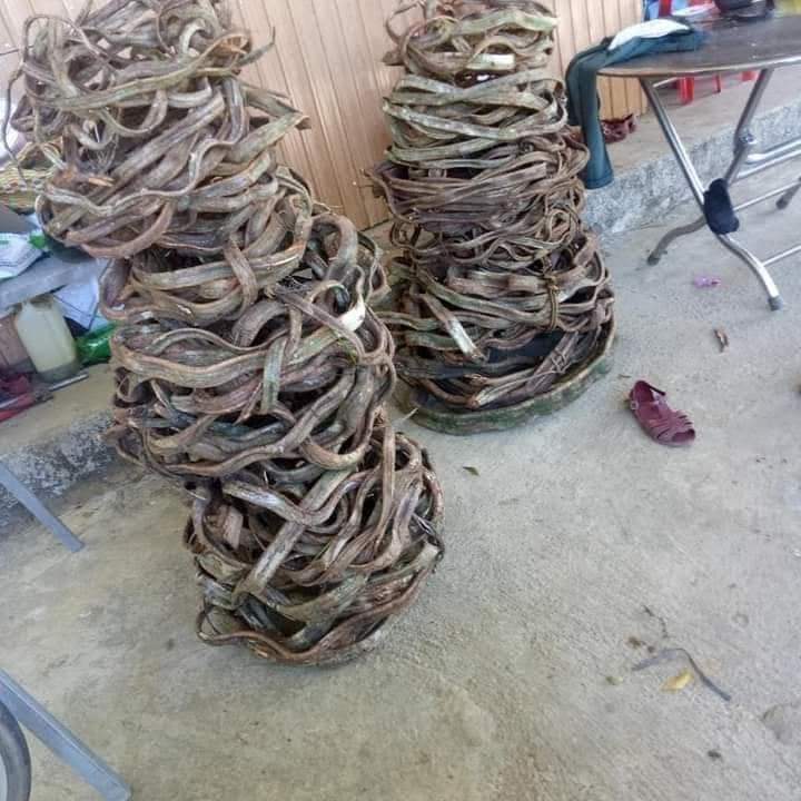Dây rừng trang trí