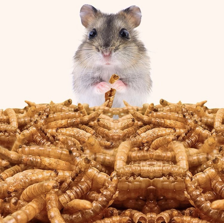 sâu Super worm size trung dành cho hamster , chim, nhím,.. - T3 PETS SHOP