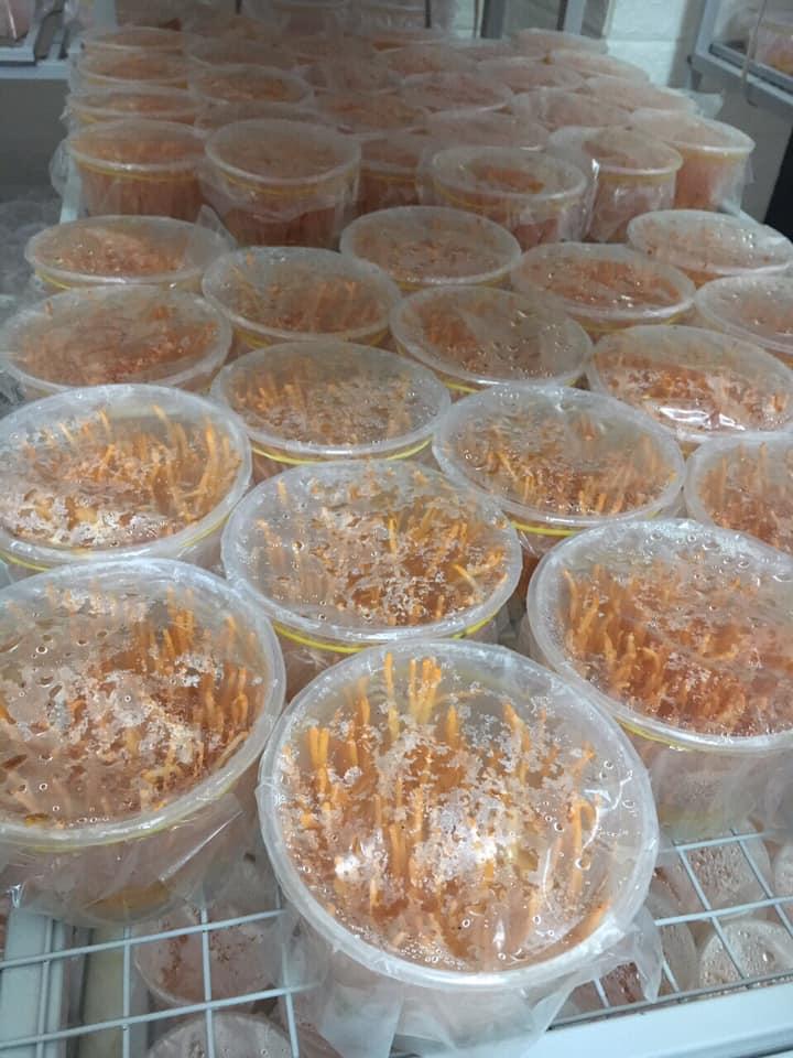 [HCM]Đông trùng hạ thảo tươi