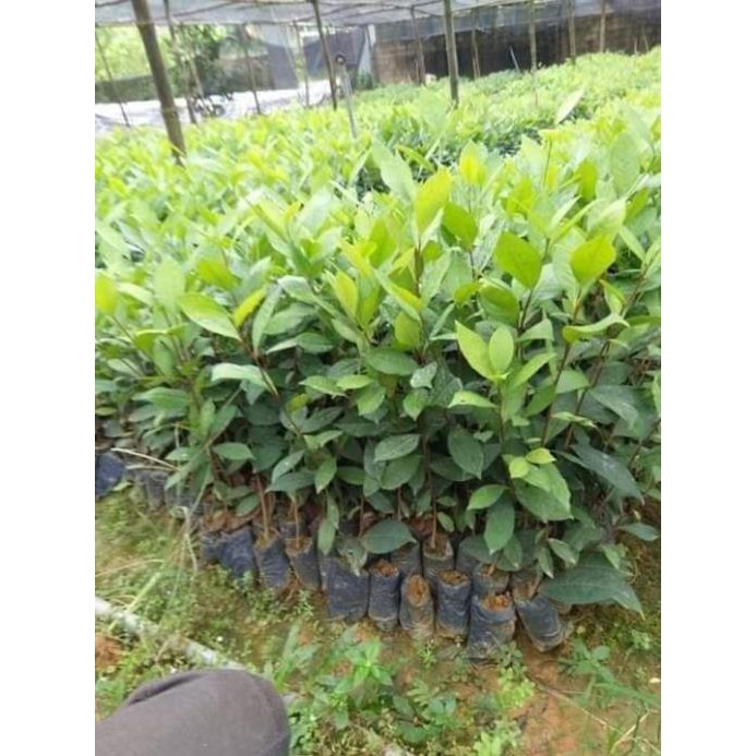 [FREESHIP - Xả Khô Máu] 10 cây chè xanh thái nguyên 8k 1 cây