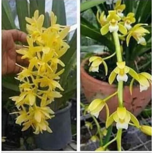 Địa lan kiếm vàng thái, mặt hoa lai, gửi đi cả chậu siêu to, giá cực rẻ