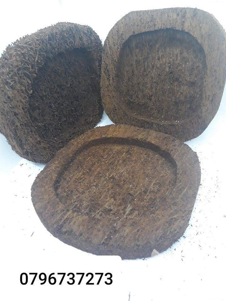 Thuốc kích rễ Exotic ( hàng Thái có hướng dẫn tiếng Việt)