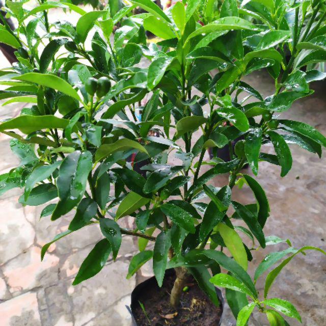 Cây Tắc Thái ( tắc vỏ ngọt) đang có trái