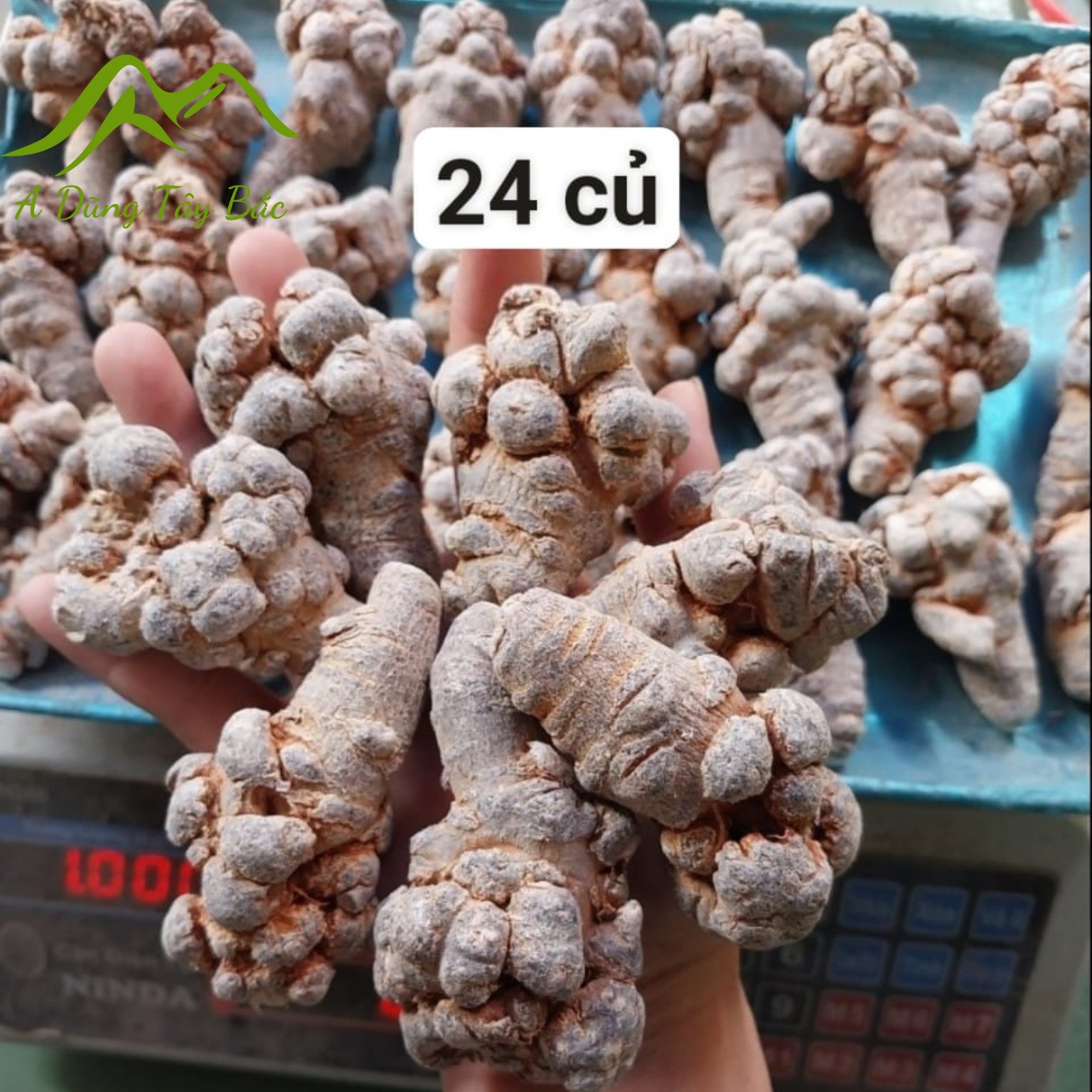 Củ Tam thất bắc hoang rừng Tây Bắc loại hiếm siêu thượng hạng củ khô 24 củ/kg, hàng chọn loại 1, củ nạc già, nhiều năm tuổi