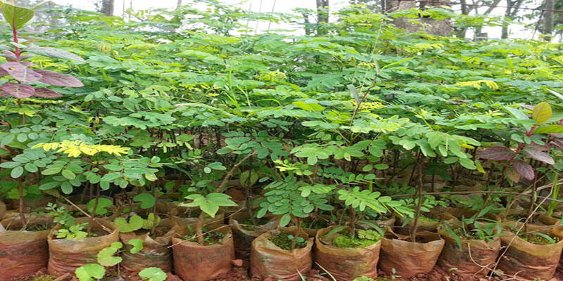 500 gram hạt cẩm lai đỏ