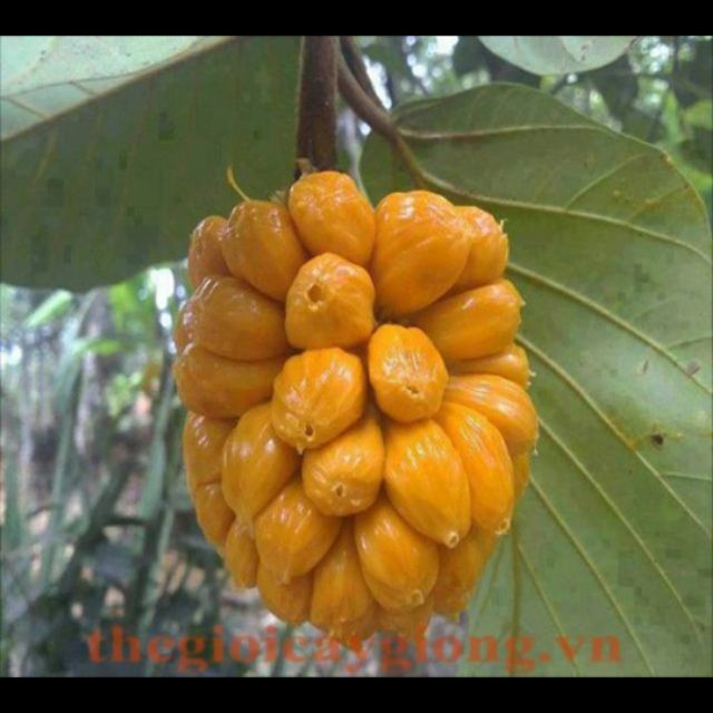 Cây giống mít tố nữ