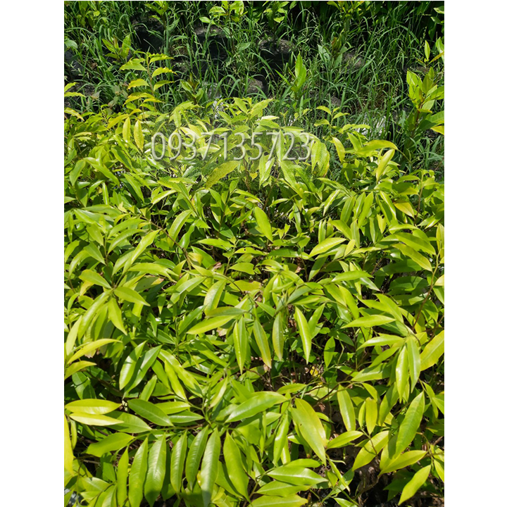 [HCM]combo 5 cây trầm hương ( cây giống )