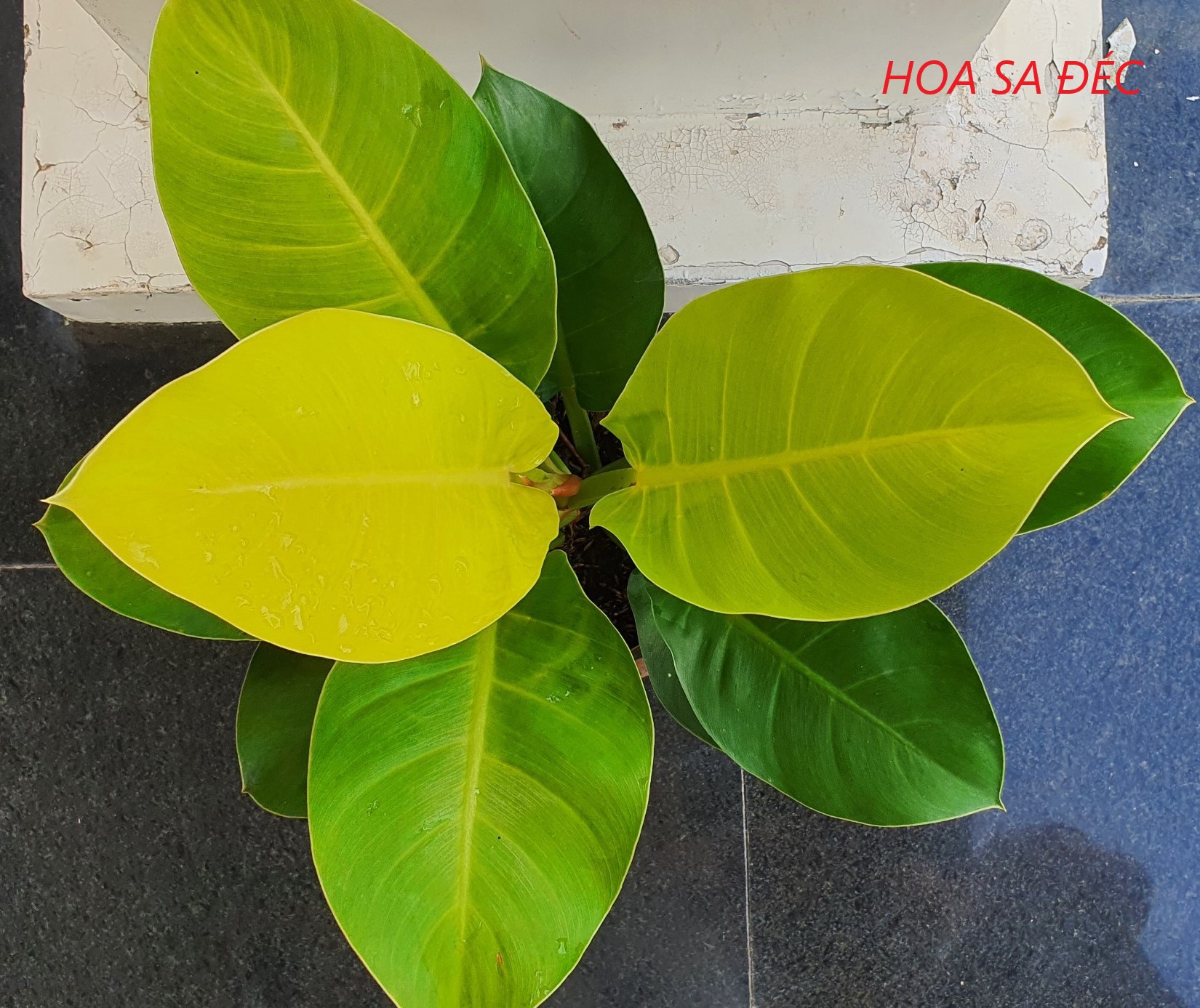 TRẦU BÀ ĐẾ VƯƠNG (MÀU VÀNG)