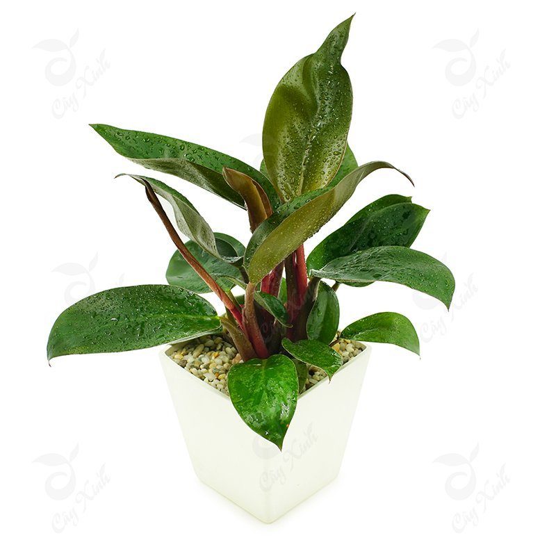 TRẦU BÀ ĐẾ VƯƠNG TÍM
