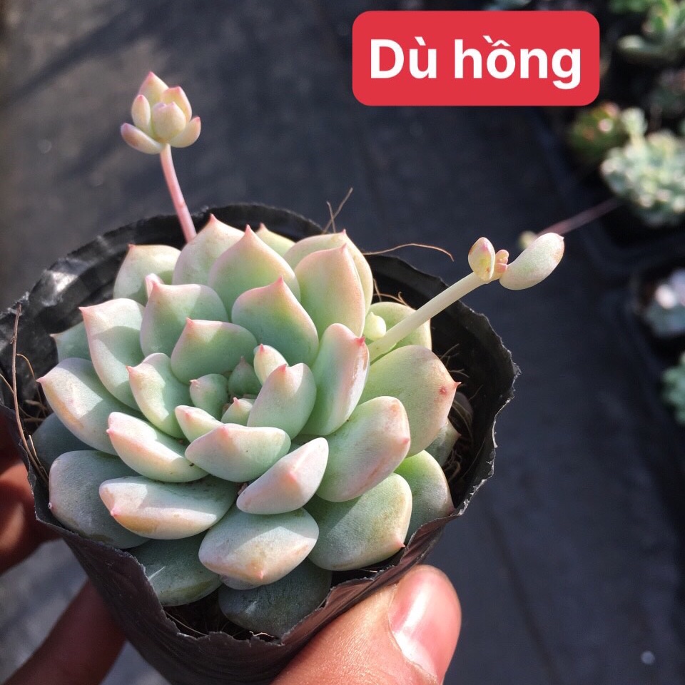 Sen đá dù hồng