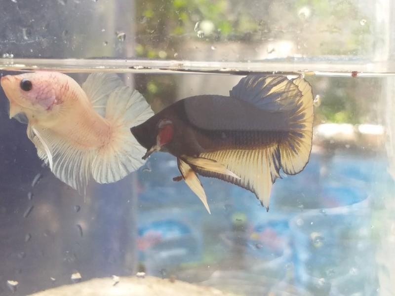 CÁ BETTA BLACK YELOOW