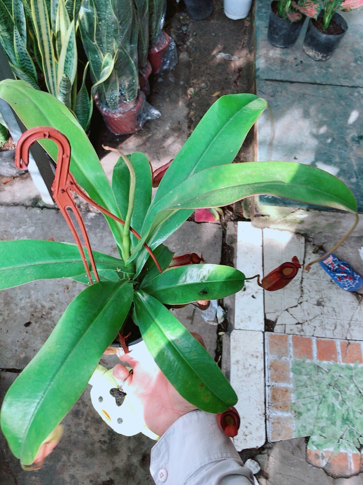 Chậu cây nắp ấm bắt côn trùng